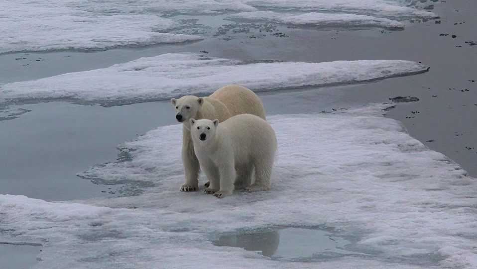 Polar Bear in Svalbard Archipeligo