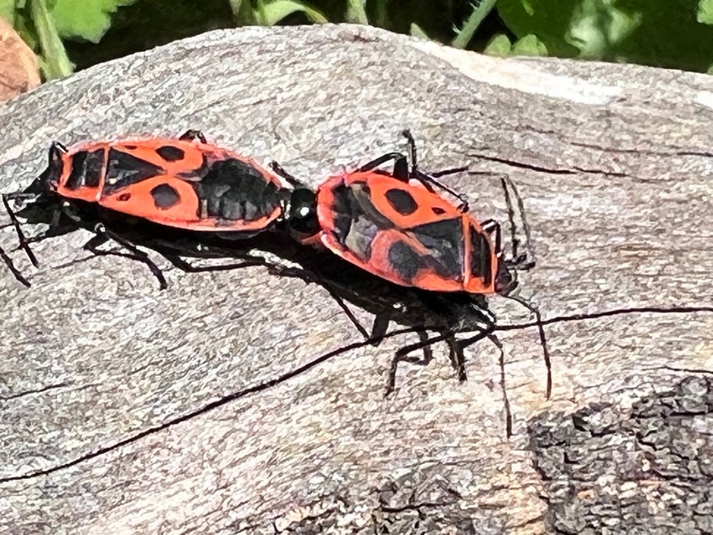 Image of bugs mating