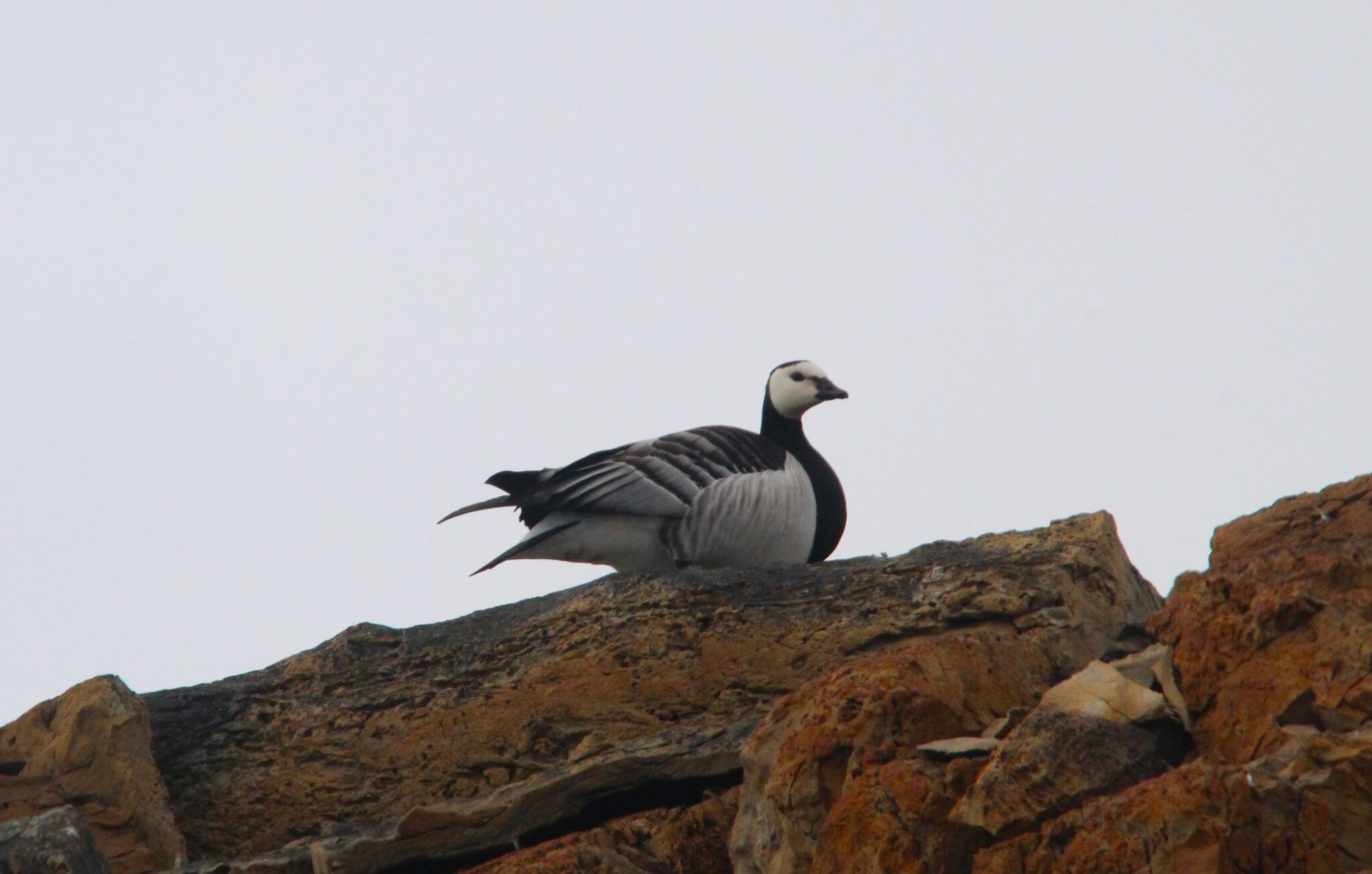 Aurora Expeditions Barnacle Goose sighting - photo by Golding Travel
