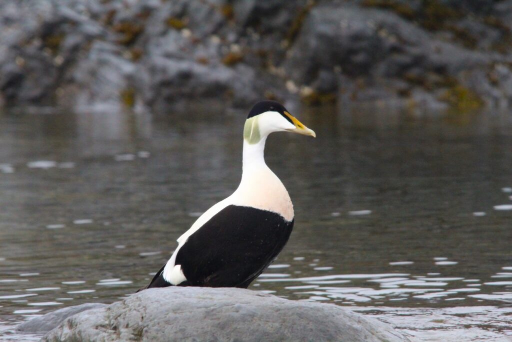 Aurora Expeditions Eider Duck viewing - photo by Golding Travel
