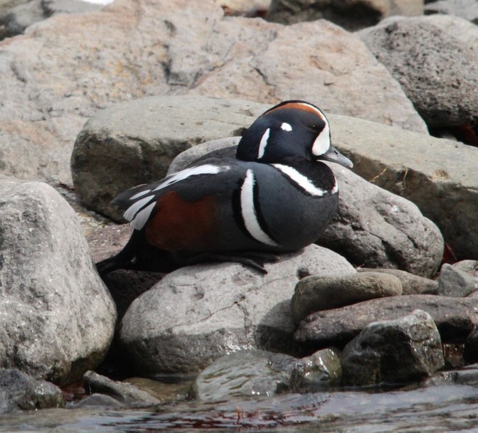 Aurora Expeditions Harlequin Duck spotted - photo by Golding Travel
