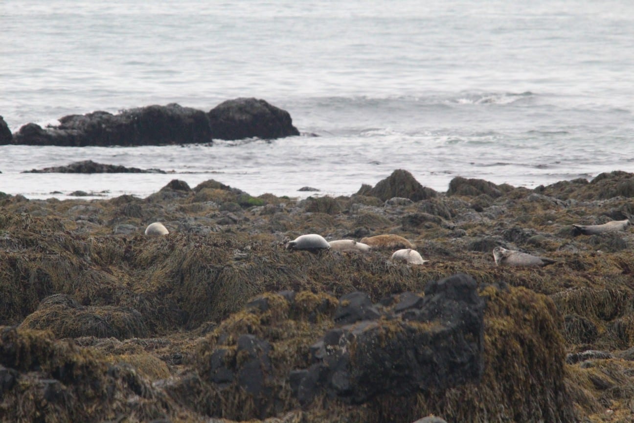 Aurora Expeditions Distant Grey and Harbor Seals - photo by Golding Travel