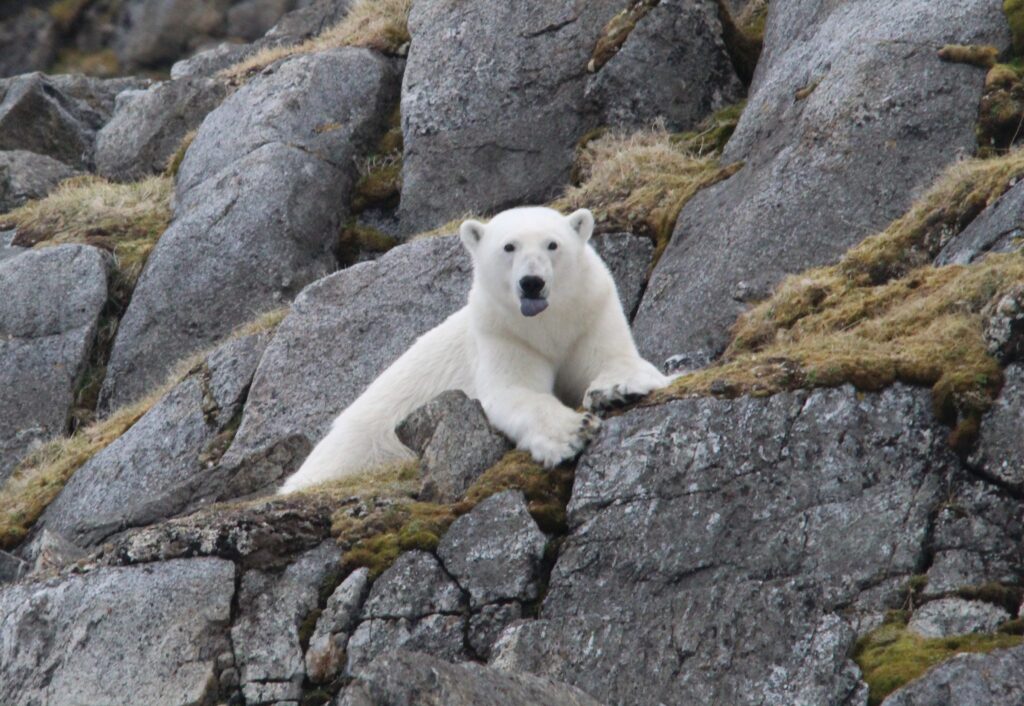 Aurora Expeditions Polar Bear sighting - photo by Golding Travel