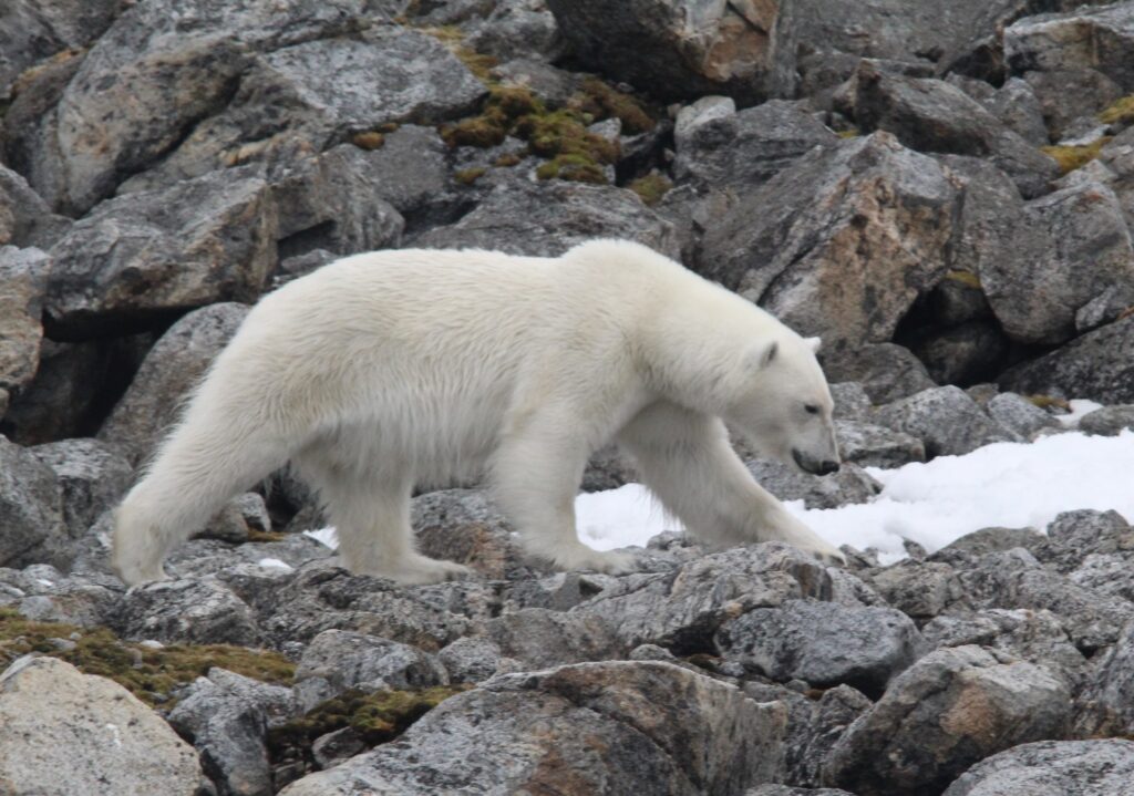 Aurora Expeditions Polar bear walking sighted by Goldring Travel
