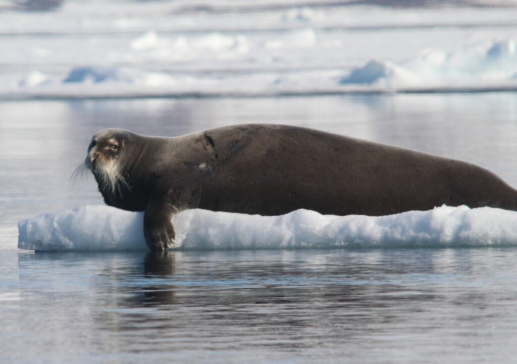Aurora Expeditions Bearded Seal sighting - photo by Golding Travel
