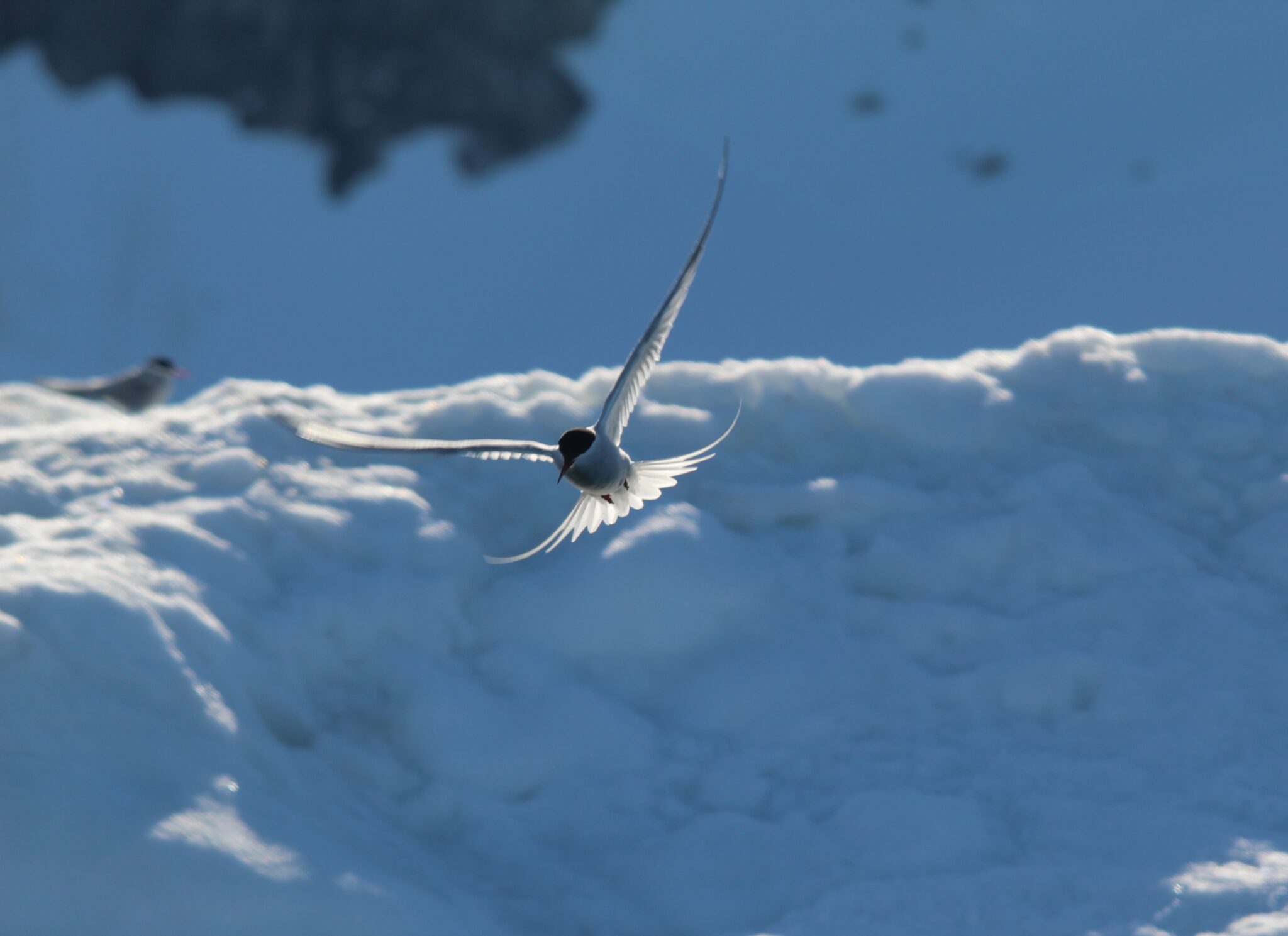 Aurora Expeditions Arctic Tern viewing - photo by Golding Travel

