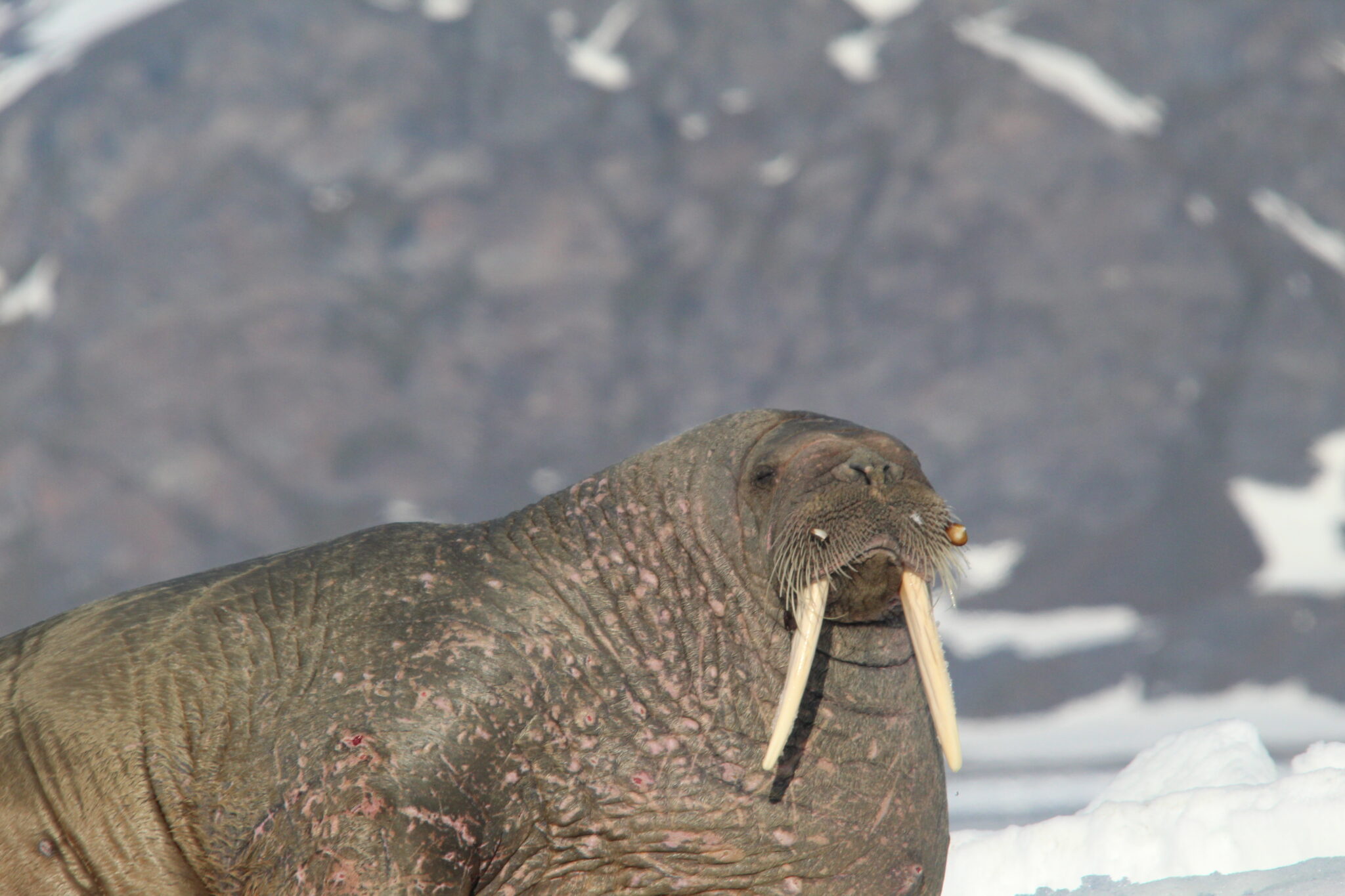 Aurora Expeditions Walrus photo with Goldring Travel
