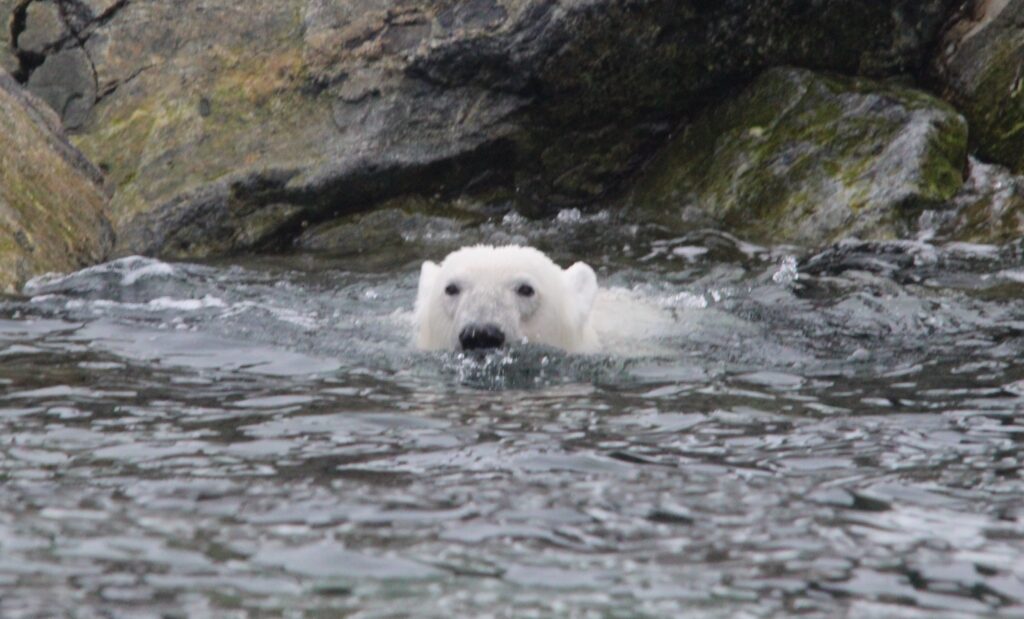 Aurora Expeditions Up Close and Personal with a Swimming Polar Bear - photo by Golding Travel
