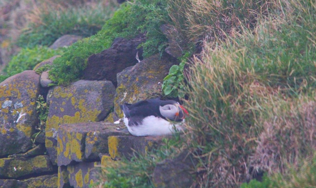 Aurora Expeditions Puffin spotted during beach cleanup - photo by Golding Travel
