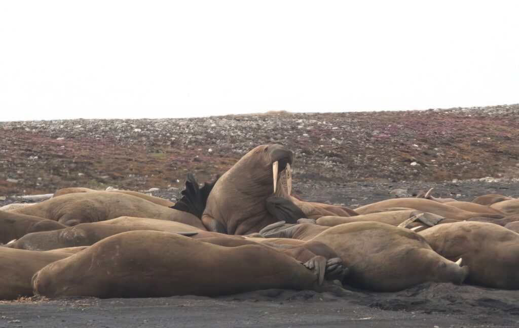 Aurora Expeditions Walrus viewing with Goldring Travel
