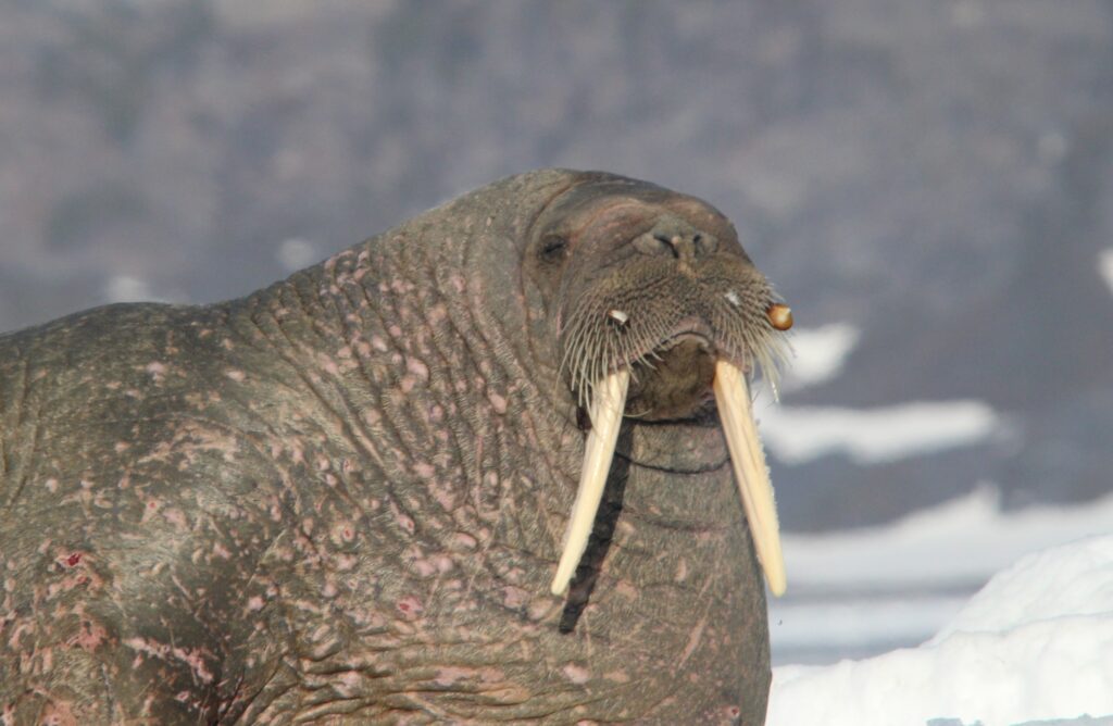 Aurora Expeditions arctic walrus viewing - photo by Golding Travel