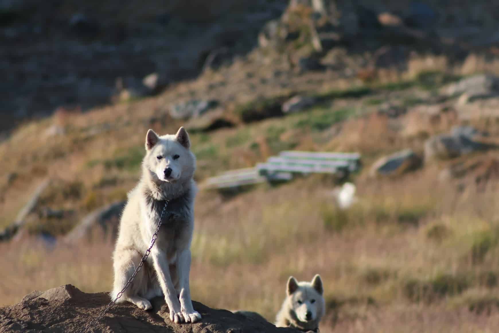Greenlandic Dogs
