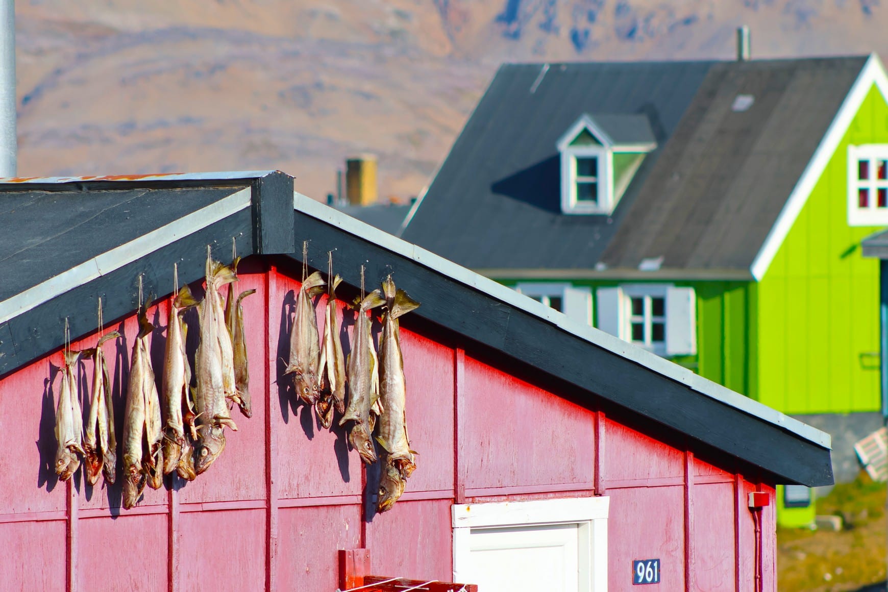 Drying Fish - Tassilaq, Greenland