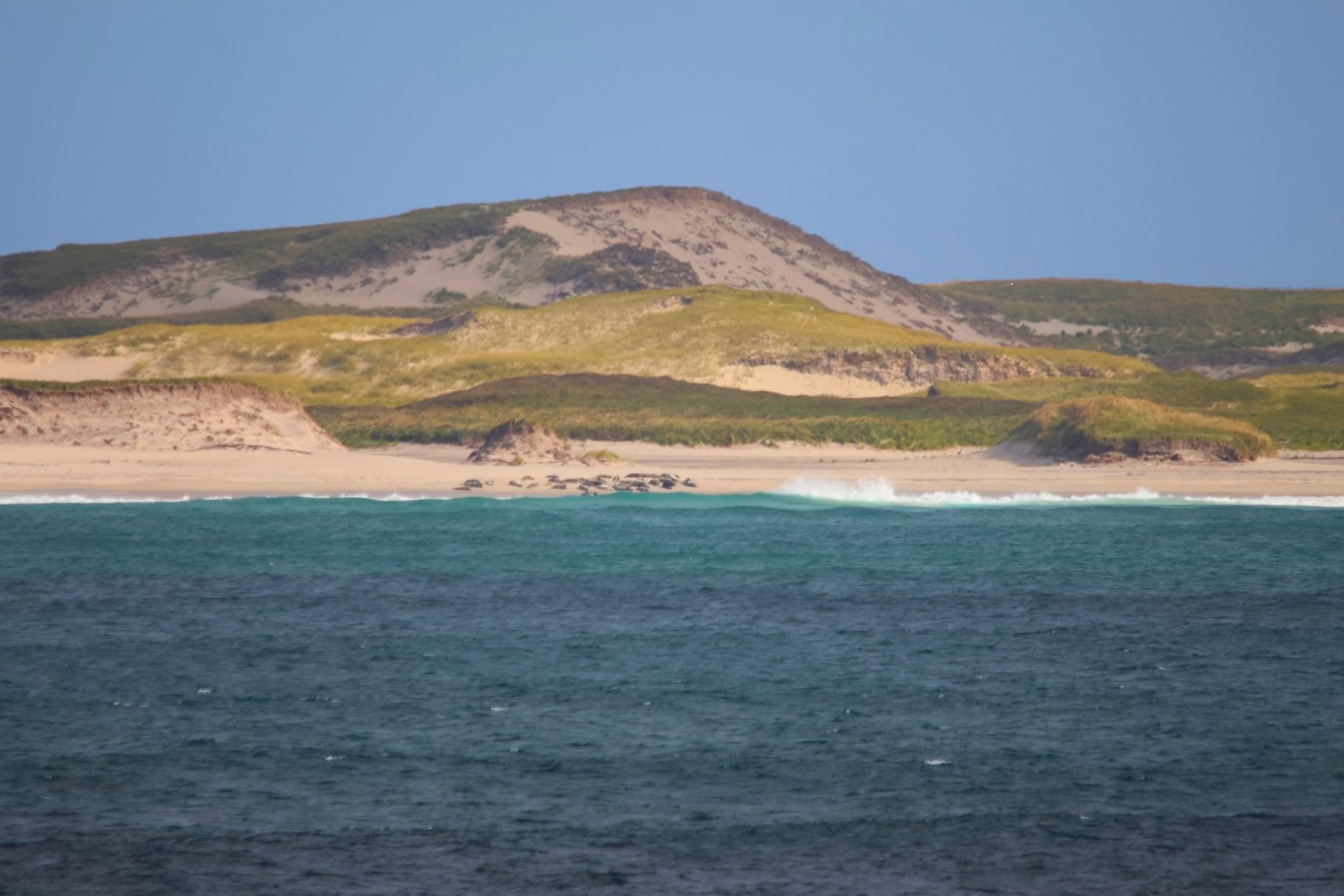 Sable Island, Halifax, Canada (Seals in the foreground)