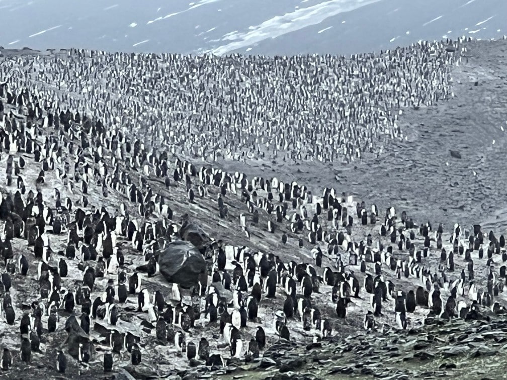 Chinstrap Penguins - Bailey's Head, Antarctica