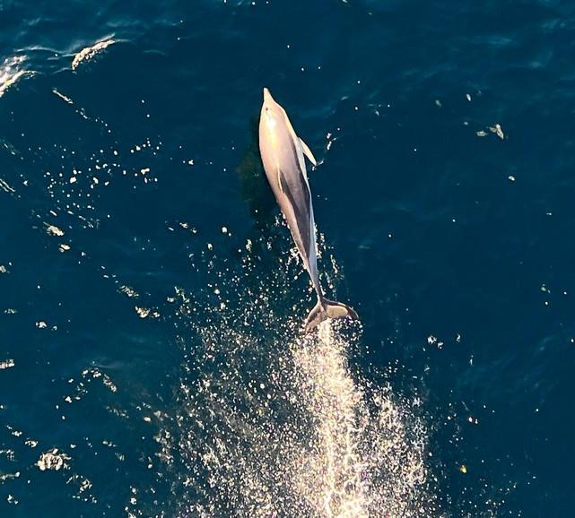 Common Dolphin on Silver Endeavour