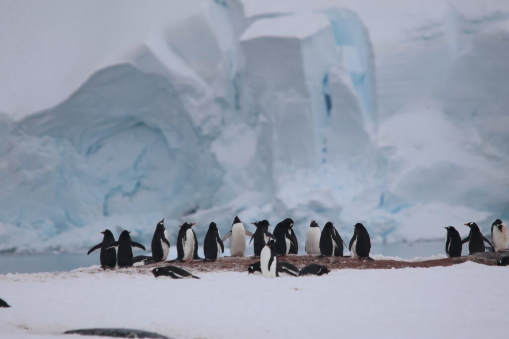 Gentoo Penguins at Neko Harbour, Antarctica