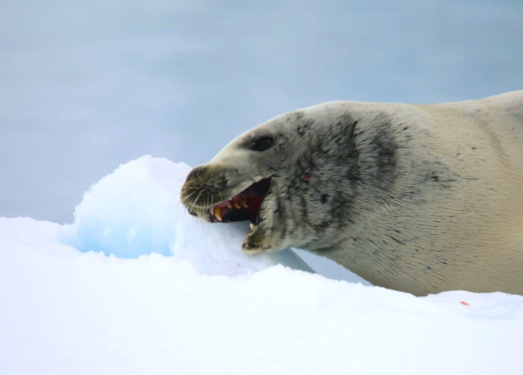 Leucistic Leopard Seal or Crabeater Seal? The debate raged on the ship!