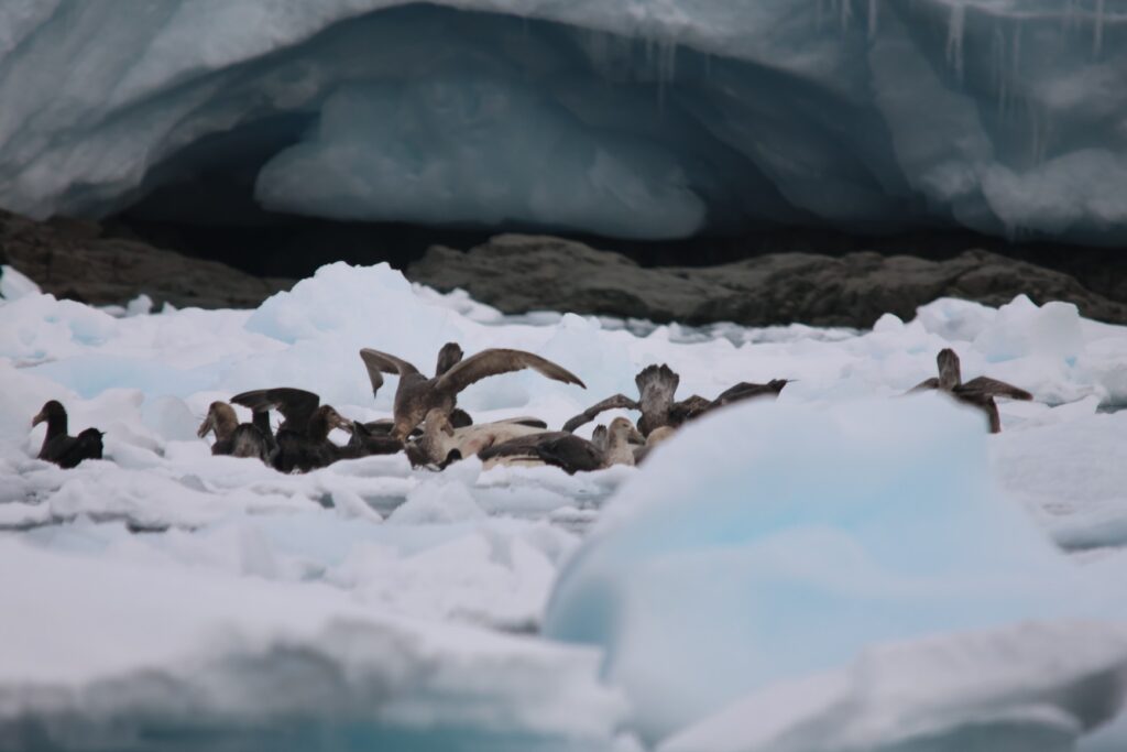 Giant and Cape Petrels dining on a seal carcass