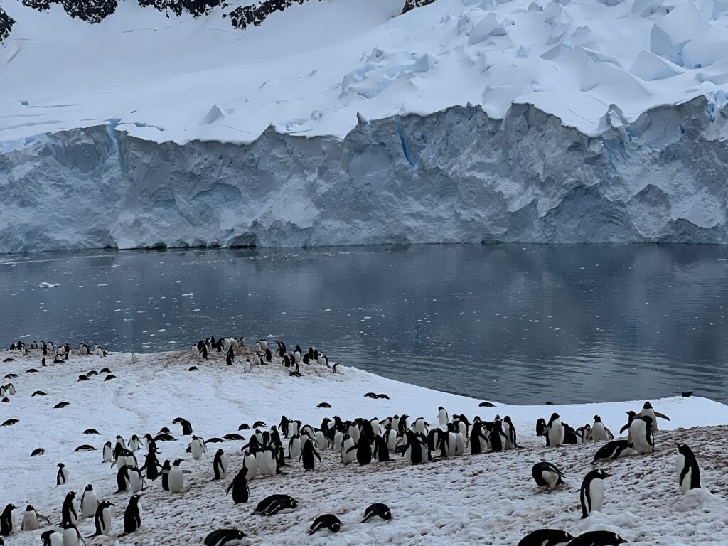 Gentoo Penguins at Neko Harbour, Antarctica