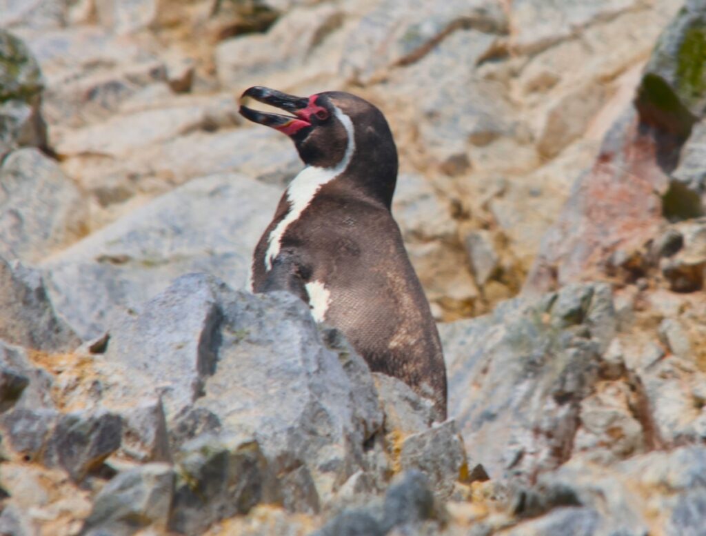 Humbolt Penguin (The dark red is exposed skin to assist them cooling off)