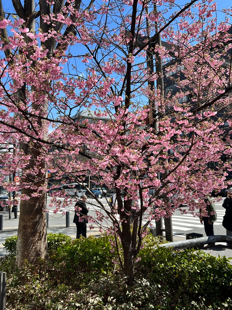 Sakura (Cherry Blossoms) are finally starting to bloom