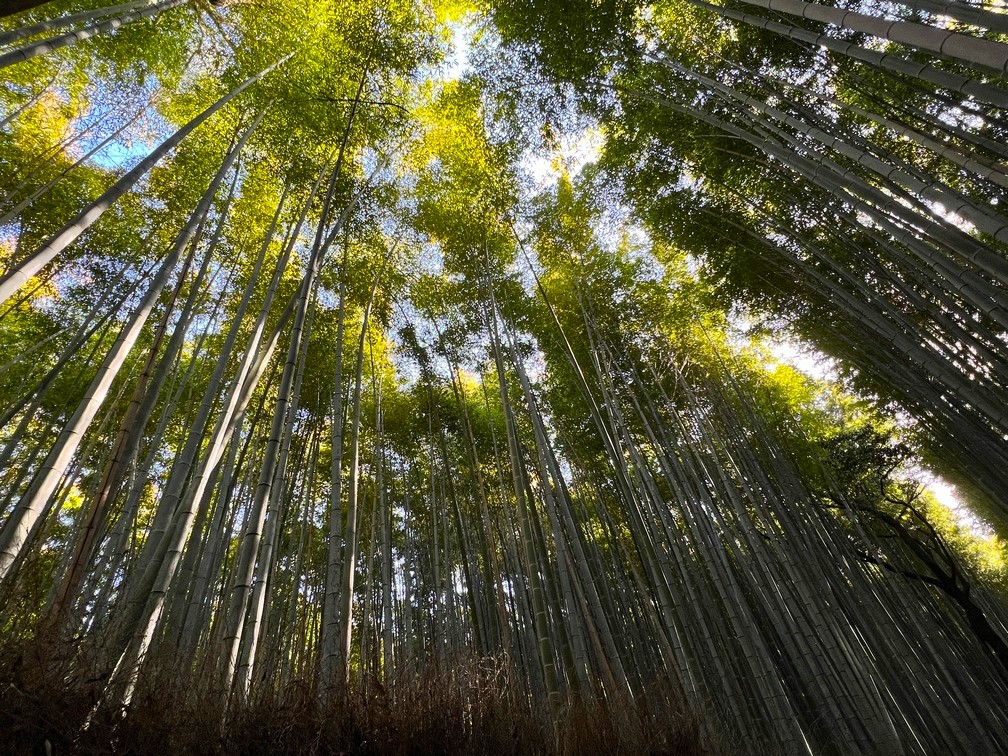 Arashiyama - Bamboo Forest: INSTAGRAM VERSION