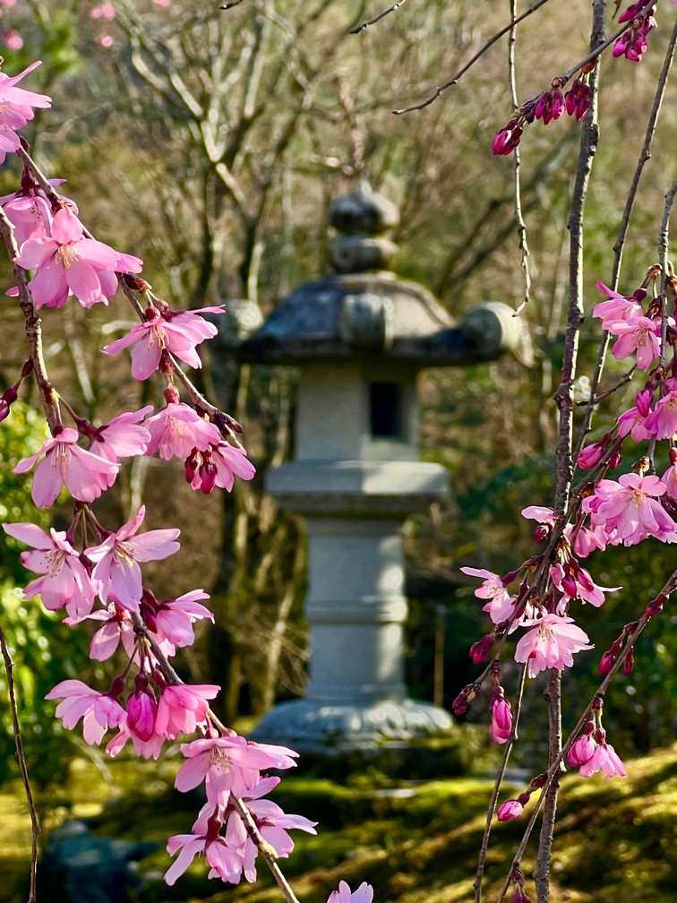 Tenruy-ji Temple -Kyoto, Japan