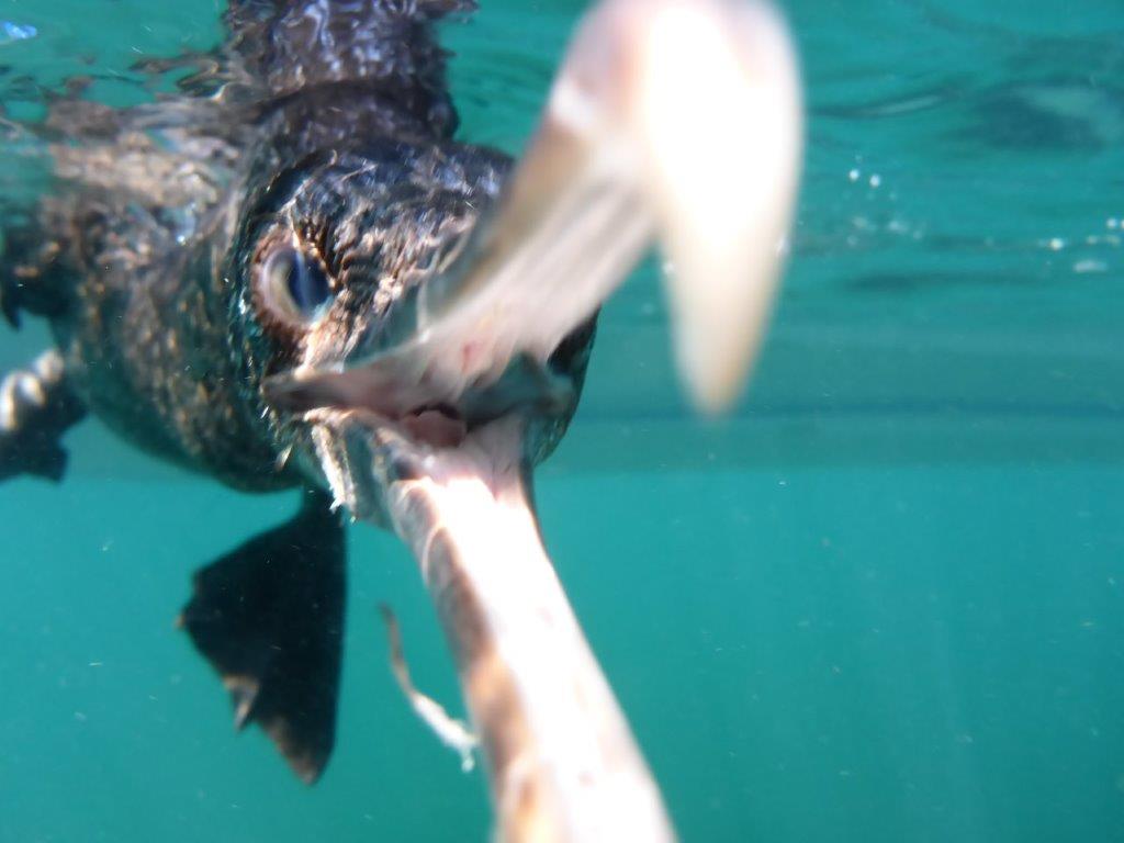 Flightless Cormorant intent on dining on my camara