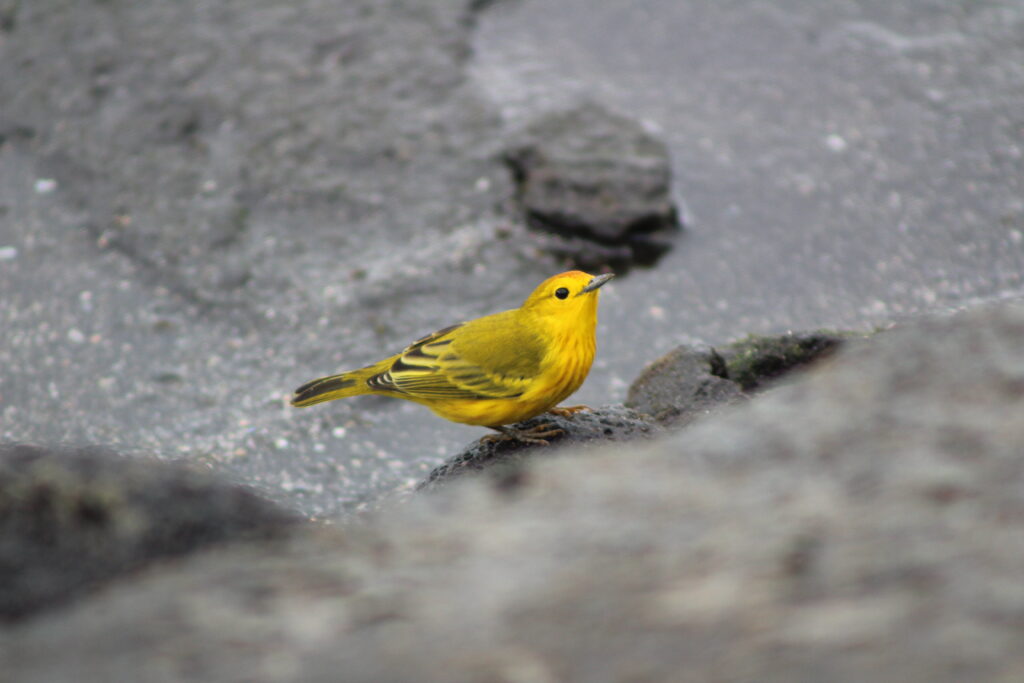 Mangrove Warbler