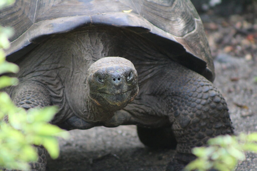 Galapagos Tortoise