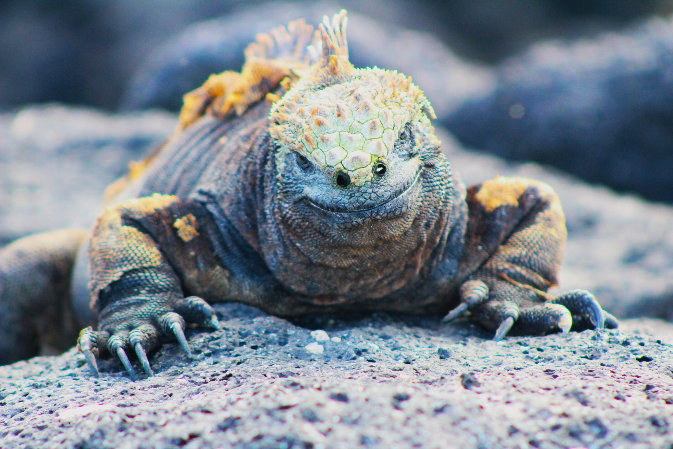 Famous Galapagos Marine Iguana