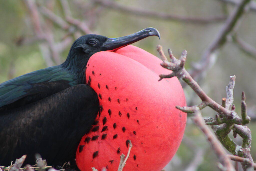 Magnificent Frigatebird