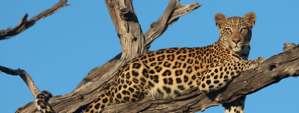 Leopard