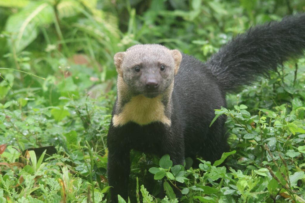 Tayra
