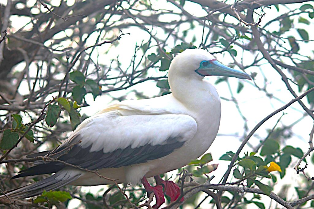 Red-Footed Boobie
