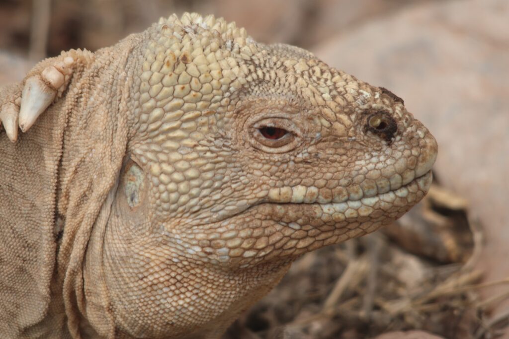 One of the Galapagos Land Iguana species