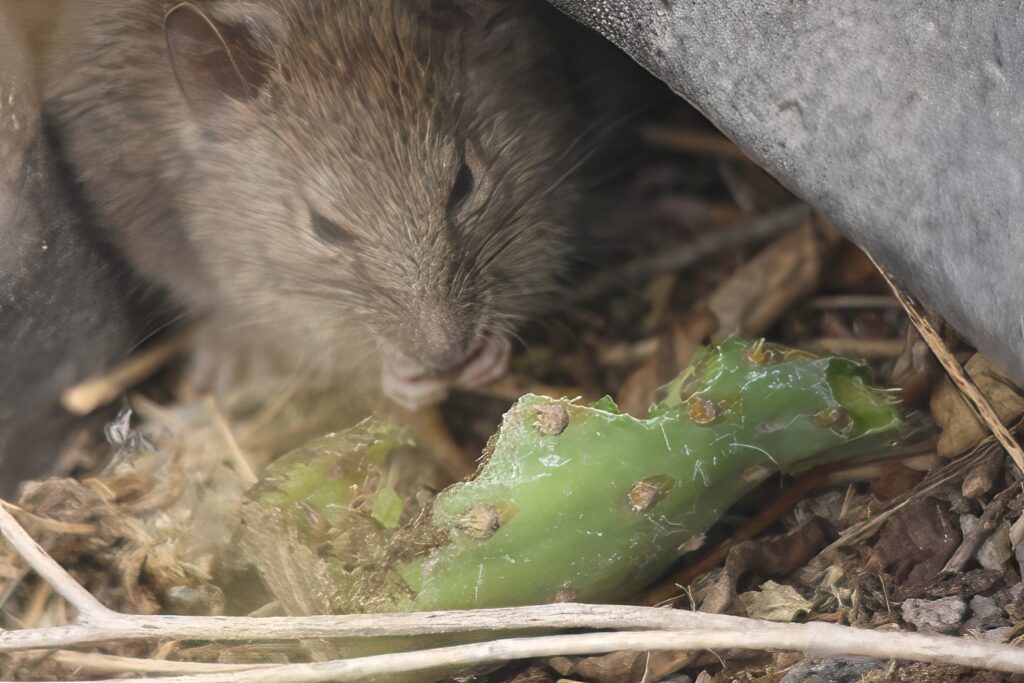 Santa Fe Rat (Very Rare!)