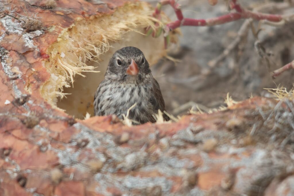 One of the famous Darwin Finches (Medium Ground Finch)