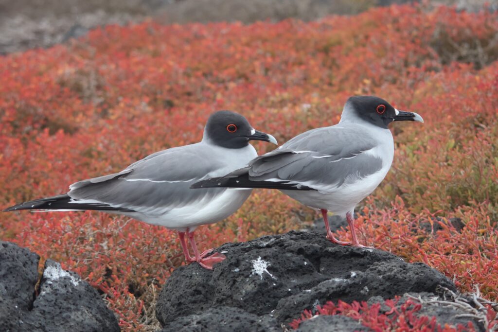 Swallow-Tailed Gulls