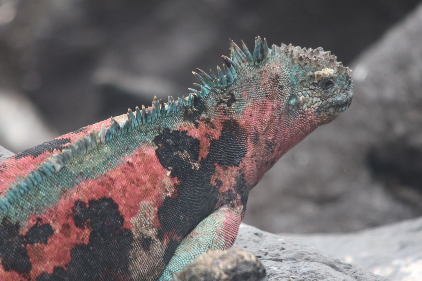 Galapagos Marine Iguana in full color