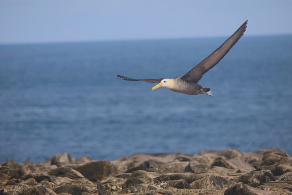 Rare Waved Albatross