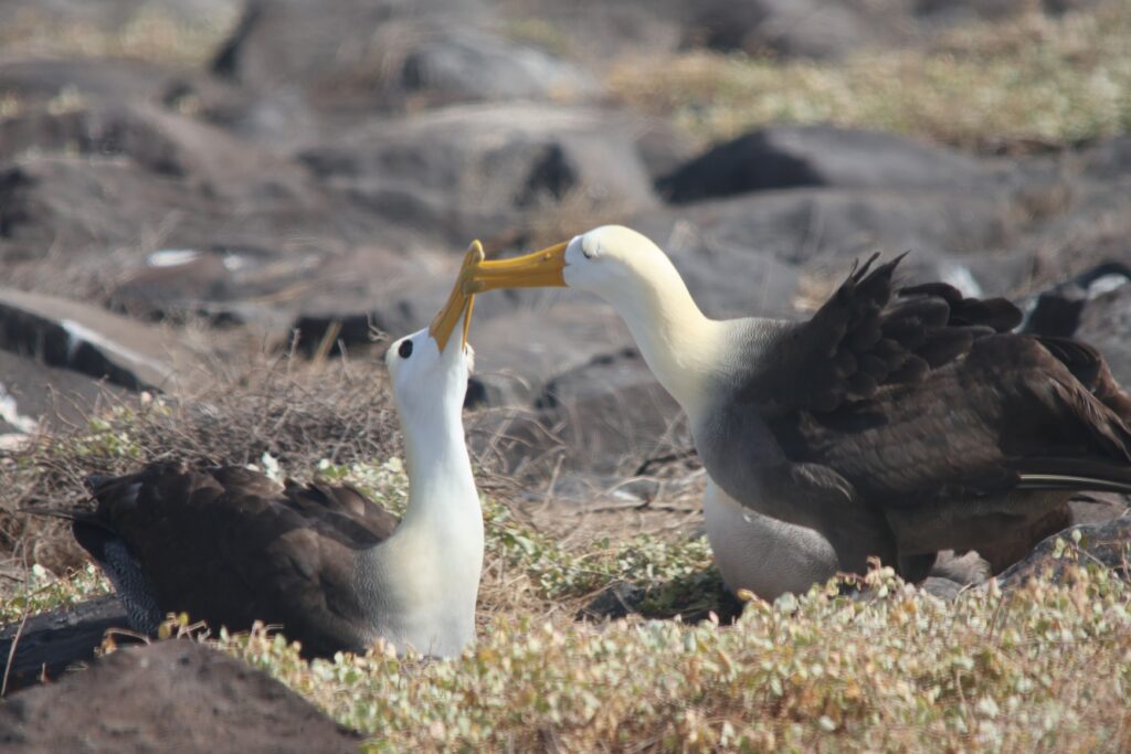 Waved Albatross courting