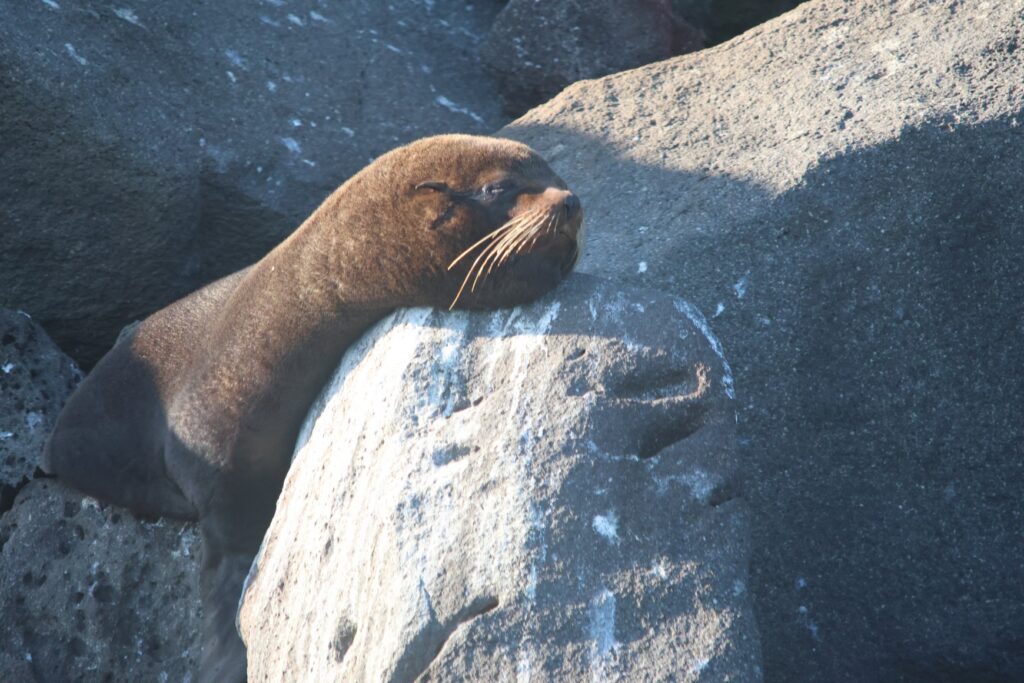 Fur Seal napping