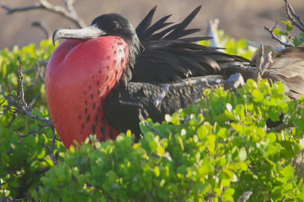 Magnificent Frigatebird