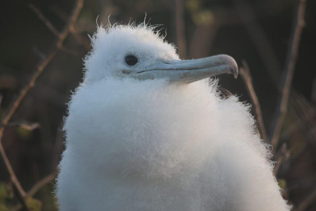 Magnificent Frigatebird Chick