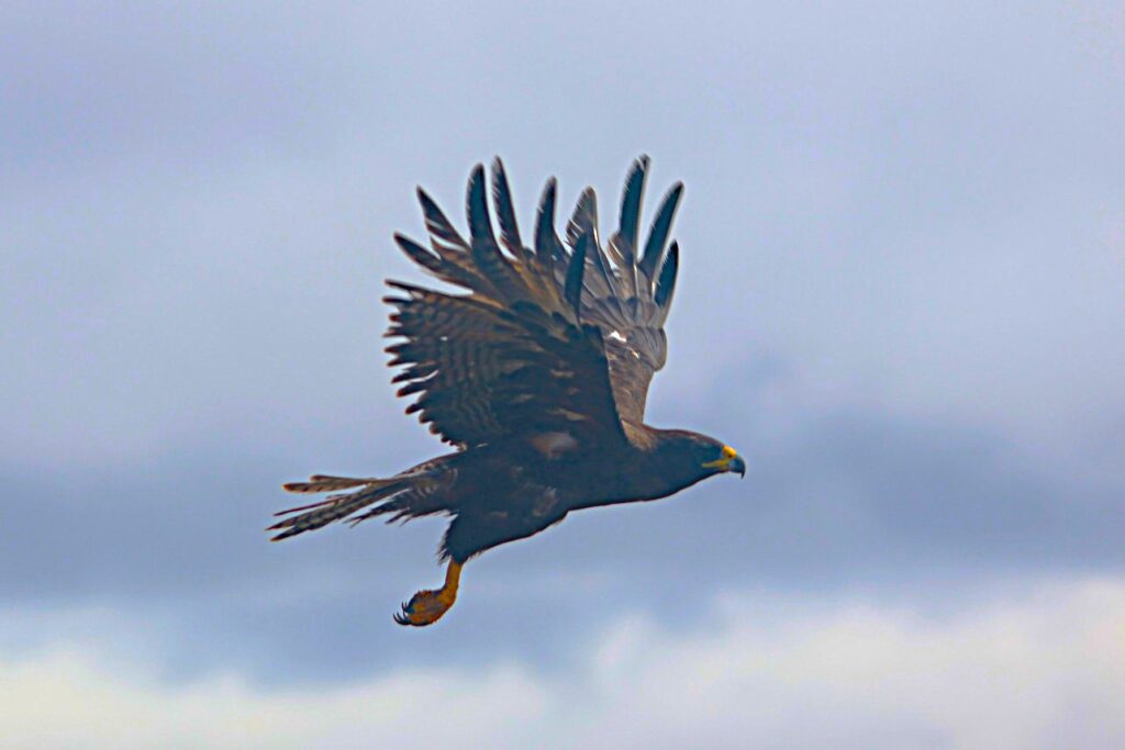 Galapagos Hawk