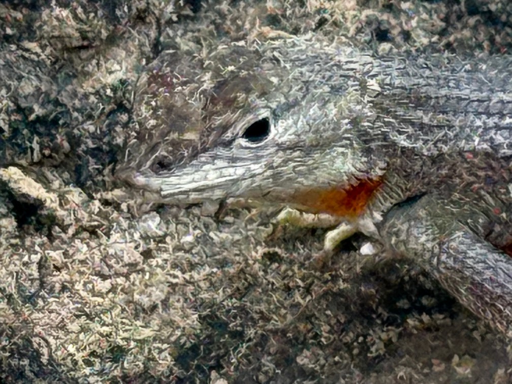 Female Lava Lizard