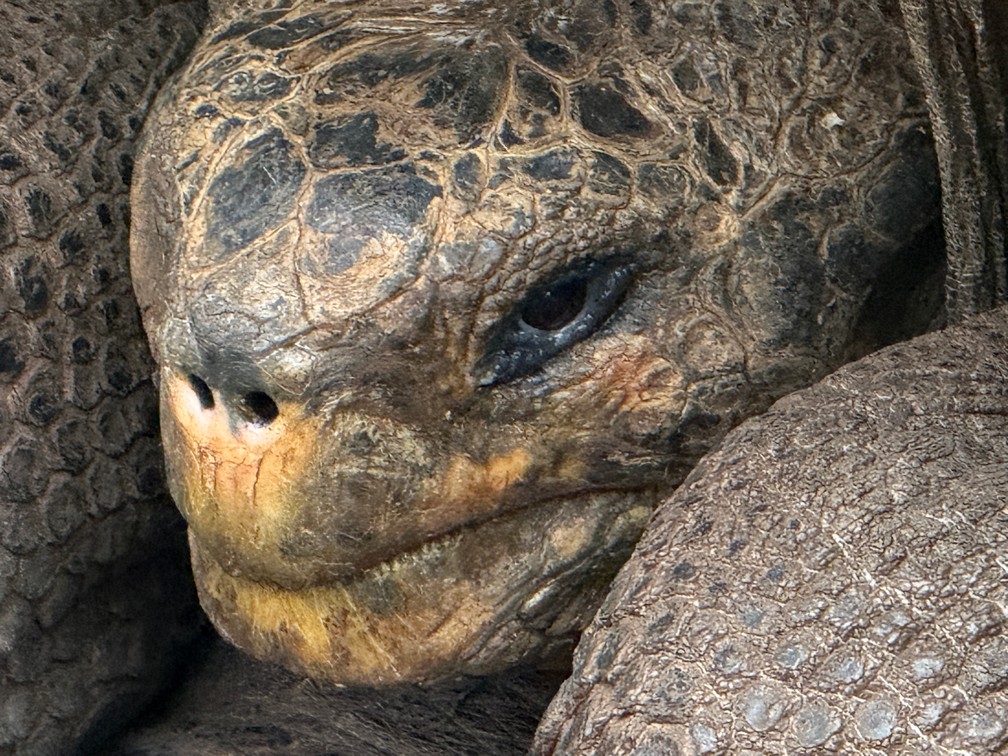 One of the famous Galapagos Tortoise species