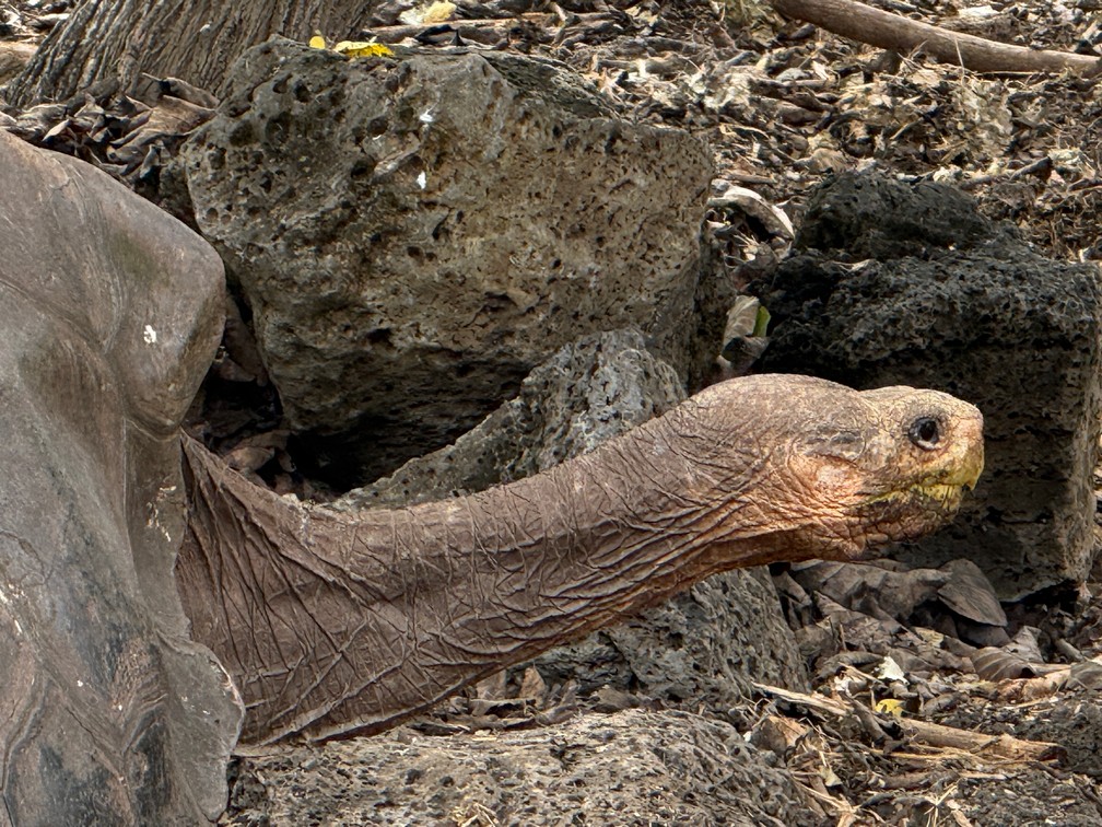 Galapagos Saddleback Tortoise reminds me of ET